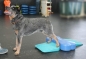 Mobile Preview: FitPAWS Dog Balance Ramp
