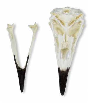 Schädel Kolkrabe (Corvus corax)