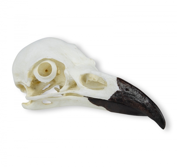 Schädel Kolkrabe (Corvus corax)