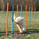 Trixie Agility Slalom