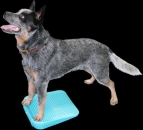 FitPAWS Dog Balance Ramp